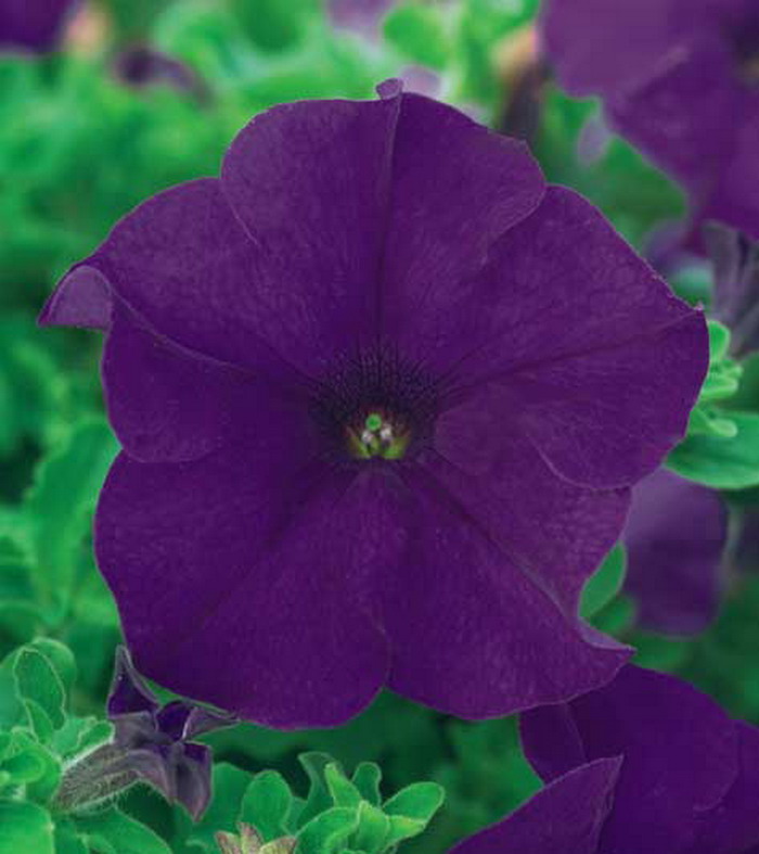 Петуния Сурфиния Джиант Блю